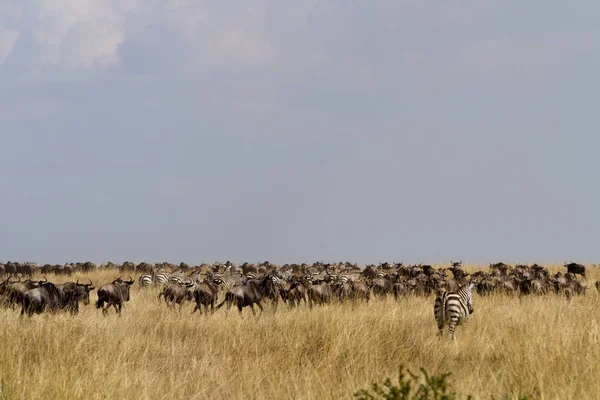 Masai Mara Fauna Silvestre Durante Temporada Migración —  Fotos de Stock