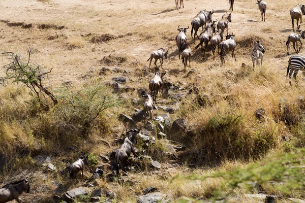 Masai Mara Traversée Faune Dans Rivière Mara — Photo