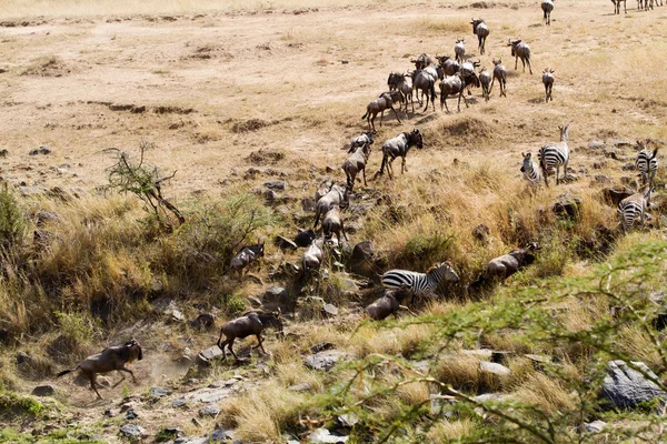 Masai Mara Überquerung Mara Fluss — Stockfoto