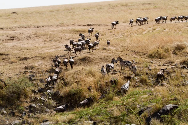 Masai Mara Wildlife Crossing Floden Mara — Stockfoto