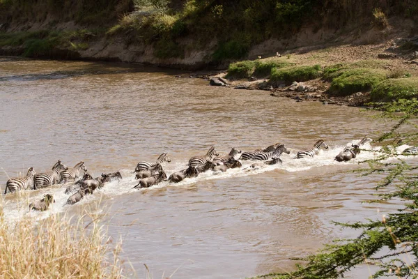 Masai Mara Traversée Faune Dans Rivière Mara — Photo