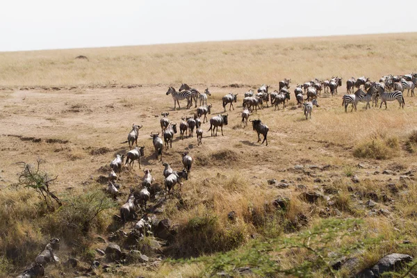 Masai Mara Überquerung Mara Fluss — Stockfoto