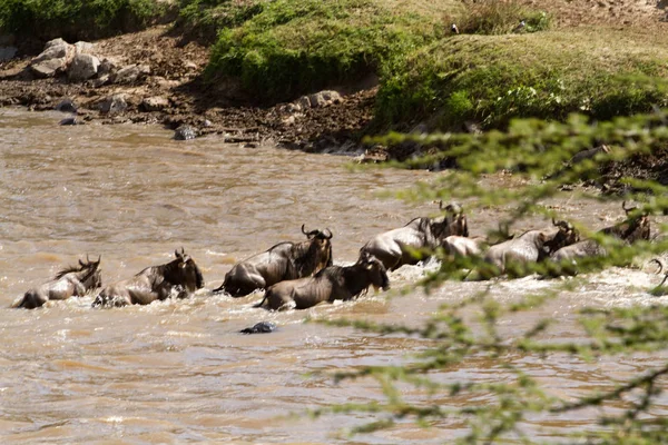 Rezervace Masai Mara Zvířata Přes Řeku Mara Keni — Stock fotografie