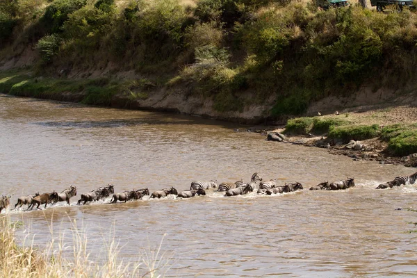 Masai Mara Tiere Überqueren Den Mara Fluss Kenia — Stockfoto