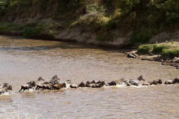 Masai Mara Animali Che Attraversano Fiume Mara Kenya — Foto Stock
