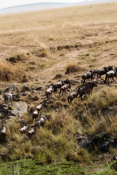 Masai Mara Animales Cruzando Río Mara Kenya — Foto de Stock