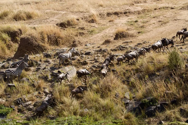 Masai Mara Animals Crossing Mara River Kenya — Stock Photo, Image