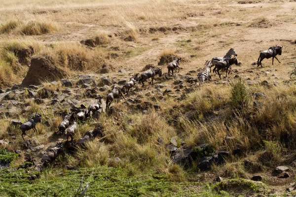 Masai Mara Tiere Überqueren Den Mara Fluss Kenia — Stockfoto