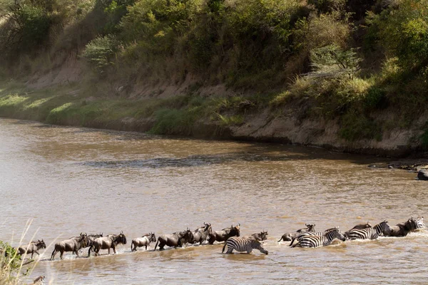Masai Mara Animaux Traversant Rivière Mara Kenya — Photo