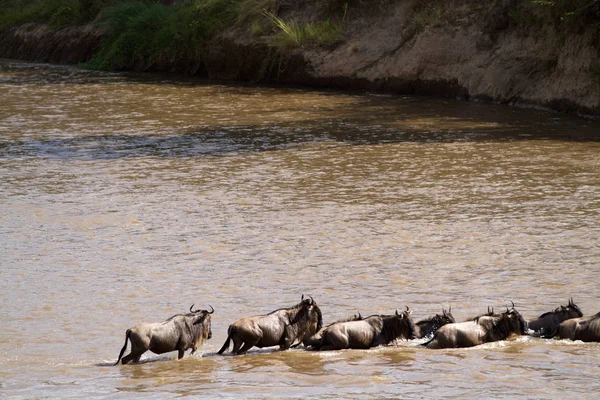 Масаи Мара Животные Пересекающие Реку Мара Кении — стоковое фото