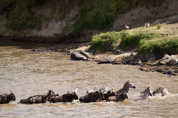 Masai mara geçiş — Stok fotoğraf
