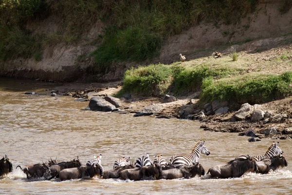 Masai mara traversata — Foto Stock