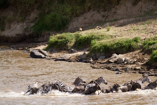 Masai mara traversata — Foto Stock