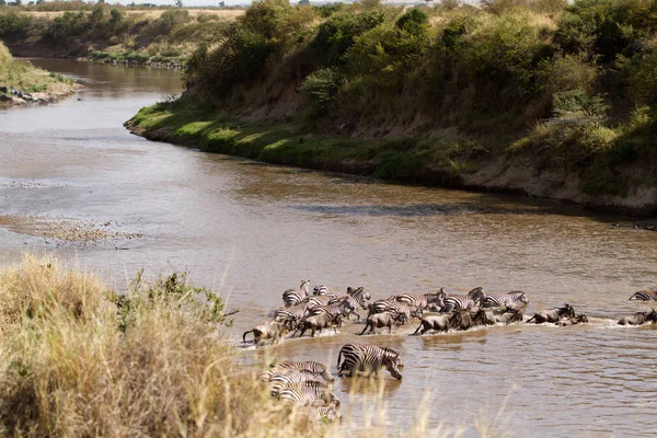 Masai mara traversée — Photo