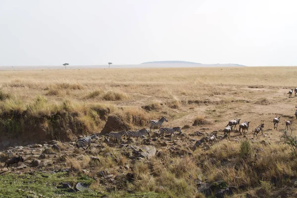 Masai mara cruce — Foto de Stock