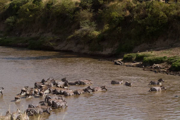 Masai mara traversata — Foto Stock