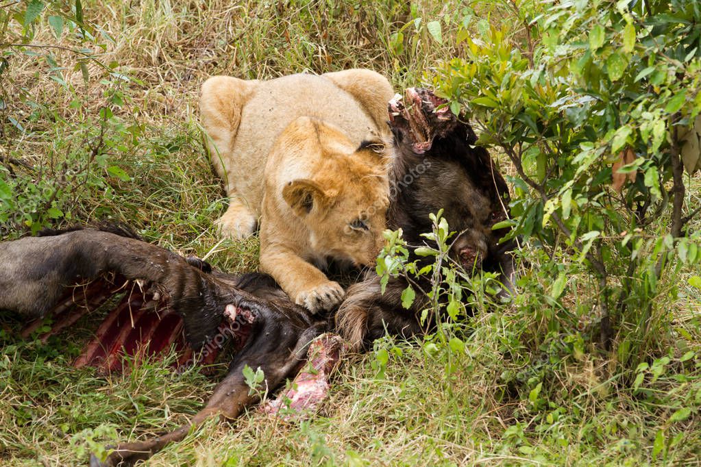 lions eating prey lions eating prey