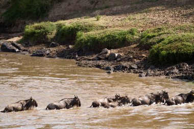 Masai Mara Vahşi Yaşam