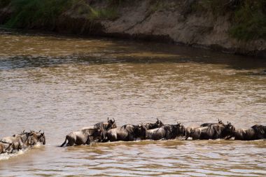 Masai Mara Vahşi Yaşam