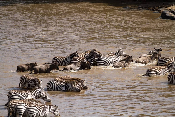 Masai mara zebras and wildebeest crossing — Stock Photo, Image