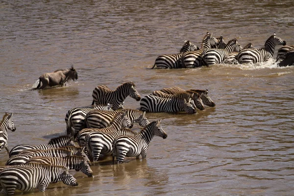 Masai mara zebre e gnu attraversamento — Foto Stock