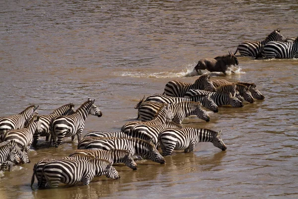 Masai mara fauna selvatica — Foto Stock