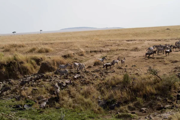 Masai mara vida selvagem — Fotografia de Stock