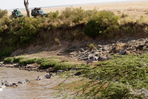 Masai mara vida selvagem — Fotografia de Stock