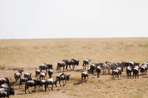 Masai mara wildlife — Stock Photo, Image