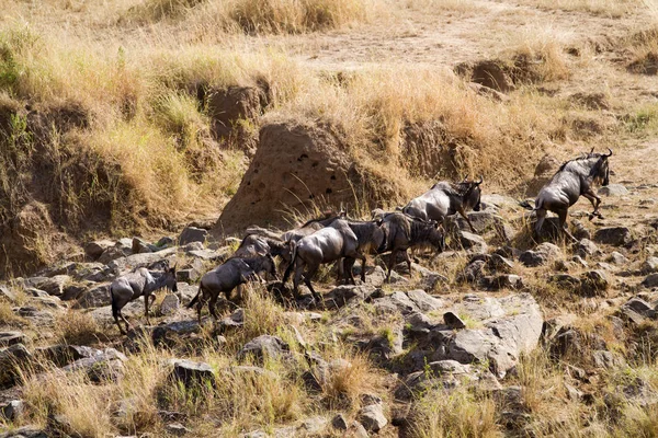 Masai mara fauna — Foto de Stock