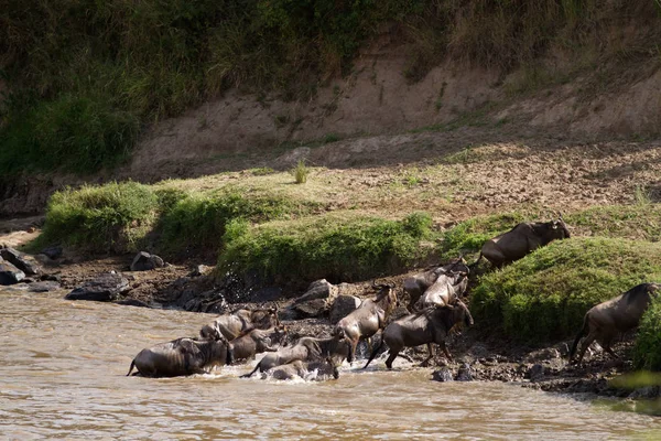 Masai mara fauna selvatica — Foto Stock