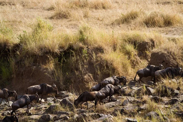 Masai mara wildlife — Stock Photo, Image