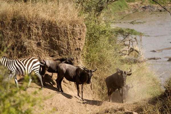 Masai mara fauna selvatica — Foto Stock