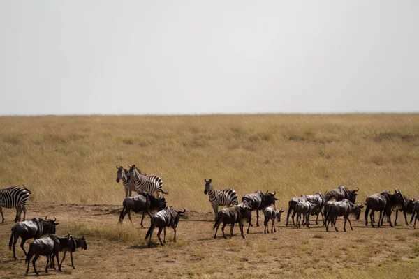 Masai mara wildlife — Stock Photo, Image