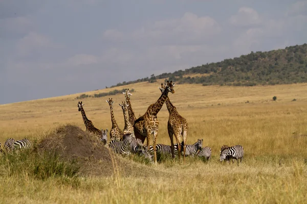 Masai mara dzikie zwierzęta — Zdjęcie stockowe