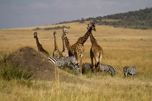 Masai mara fauna selvatica — Foto Stock