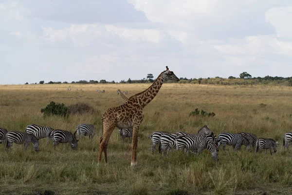 Masai mara vida selvagem — Fotografia de Stock