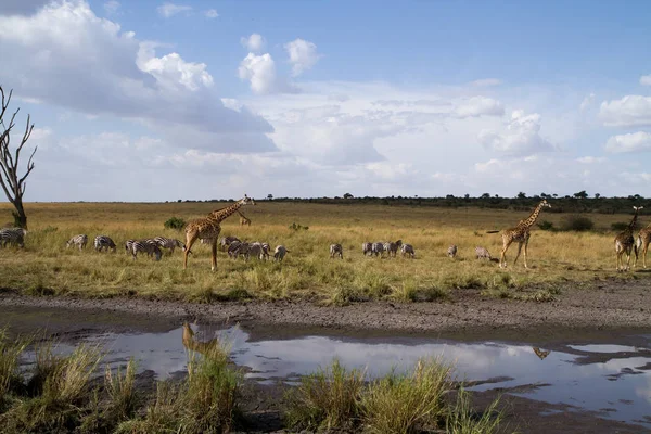 Masai mara wildlife — Stock Photo, Image