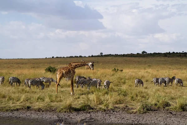 Masai mara wildlife — Stock Photo, Image