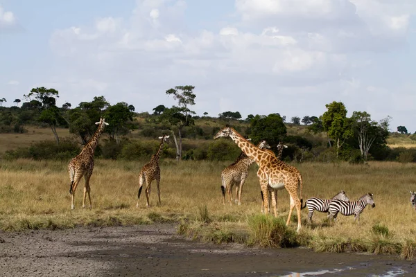 Masai mara fauna — Foto de Stock
