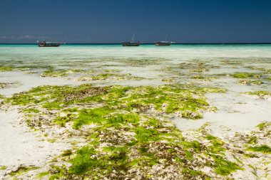 güzel bir plaj ve deniz zanzibar Hint Okyanusu