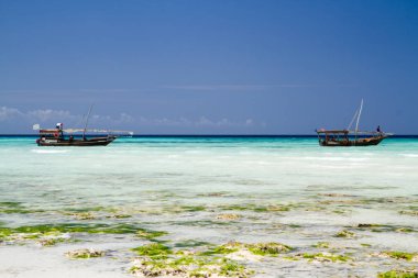 güzel bir plaj ve deniz zanzibar Hint Okyanusu