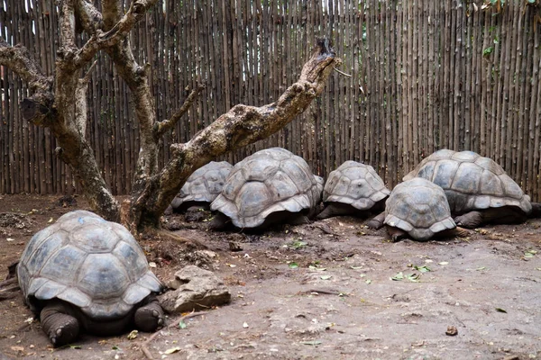 Schildpadden Van Gevangenis Eiland Zanzibar — Stockfoto