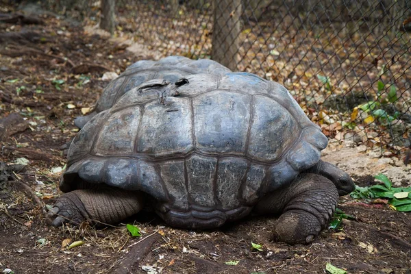 Schildpadden Van Gevangenis Eiland Zanzibar — Stockfoto