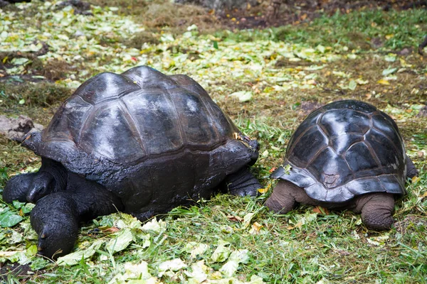 Tortugas Isla Prisión Zanzíbar — Foto de Stock