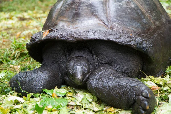Schildpadden Van Gevangenis Eiland Zanzibar — Stockfoto