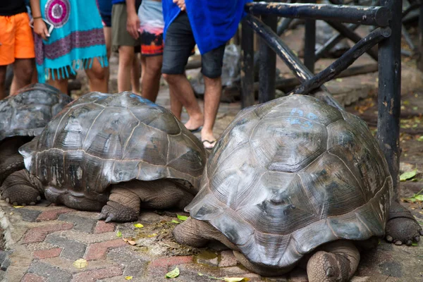 ザンジバルの刑務所島のカメ — ストック写真