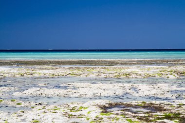 güzel bir plaj ve deniz zanzibar Hint Okyanusu