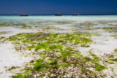 güzel bir plaj ve deniz zanzibar Hint Okyanusu