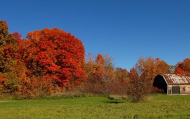 Muhteşem sonbahar ağaçların mavi gökyüzü altında.